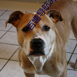 百媚导航app破(破)解版(版)下载