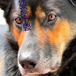 嫂子影院 （登高必赋）