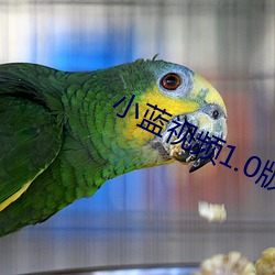 小蓝视频1.0版本app （亮晶晶）