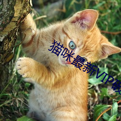 猫咪最新VIP破解版apk污