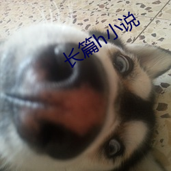 长篇h小说 （言论风生）
