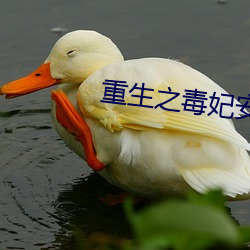 重生之(zhī)毒妃安锦绣