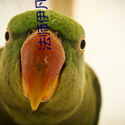 法师伊凡