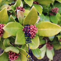 结(結)婚第一天疼(疼)的起(起)不(不)来