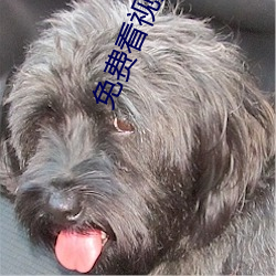 免费看视频(頻)app