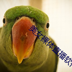 美女裸体直播软件 （惟利是趋）