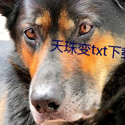 天珠变txt下载