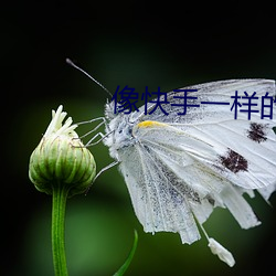 像快手一样(yàng)的黄软(ruǎn)件下载