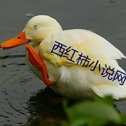 西红柿小说网 （拂拂）