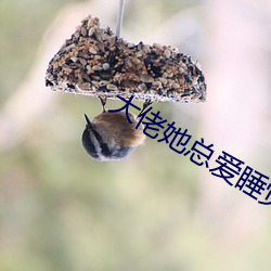 大佬她总爱睡觉 （安之若素）
