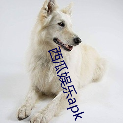 西(x¨©)瓜(gu¨¡)娱(yú)乐apk