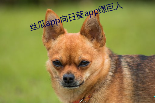 丝瓜app向(xiàng)日葵app绿(lǜ)巨人