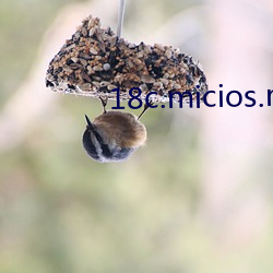 18c.micios.mic网页入口