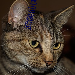 武侠仙侠小说(說)