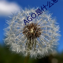 AGOʲô˼