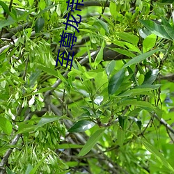 至尊龙(lóng)帝陆鸣