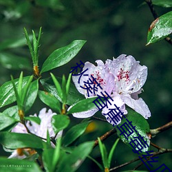 秋葵香蕉草莓丝瓜茄子番茄