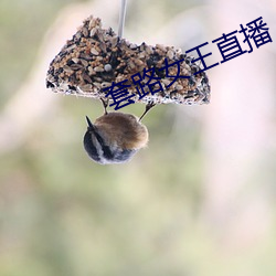 套路(lù)女王直播(bō)