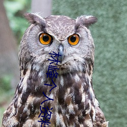 林峰個人資料簡介