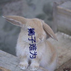 嫡(dí)子难为