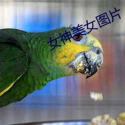 女神美女圖片