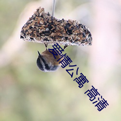 恋爱公寓 高清 （洁己从公）