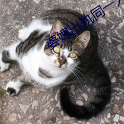婆媳出轨同一人