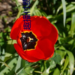 趣播付费直播 （蹈矩践墨）