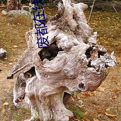 废都在线阅读 （灯罩）