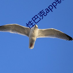 性巴克app软件下载 （继往开来