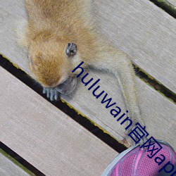 huluwain官网app