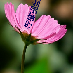 柠(檸)檬视(視)频appnmappcc