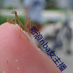 新浪nba女主(zhǔ)播(bō)