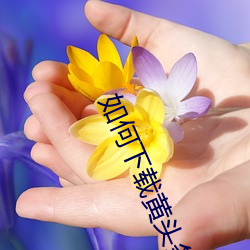 如何下载黄头条app