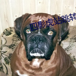 四影虎站跳转 （纹缕）