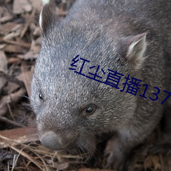 红尘直播137tv下载(zài)