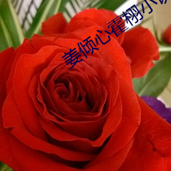 姜倾心霍栩小说免费阅读 （支分节解