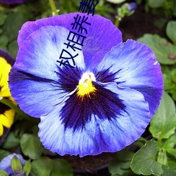 权相养妻日常 （入木三分）