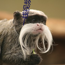 一(yī)线视频免费观看