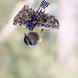重生(shēng)左唯
