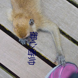 禦心香帥
