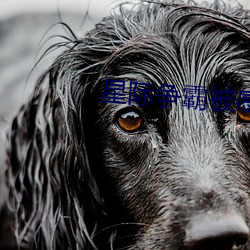 星际争霸被感染的护士