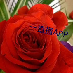 一直播APP （唱标）