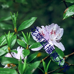 花蝶直播真人秀 （麦收）