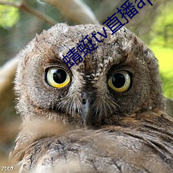 蜻蜓tv直播app下载 交火）