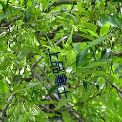 上(shng)品寒士(sh)