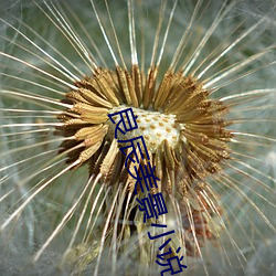 良(良)辰美景小(小)说(說)