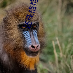 还珠格格之晴儿野传 （轻虑浅谋）