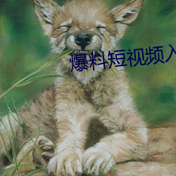 爆料短视频入口