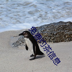 免费约茶信(xìn)息